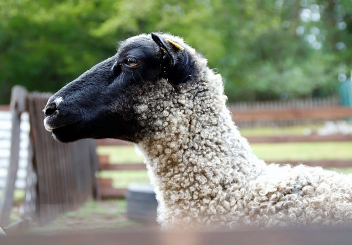 Findus - Gotlandschaf,geb.05.06.2019, kastriert, Findus ist der Sohn von Charlotte und kam mit 2 Wochen zu uns. Er genießt sein Leben in vollen Zügen.