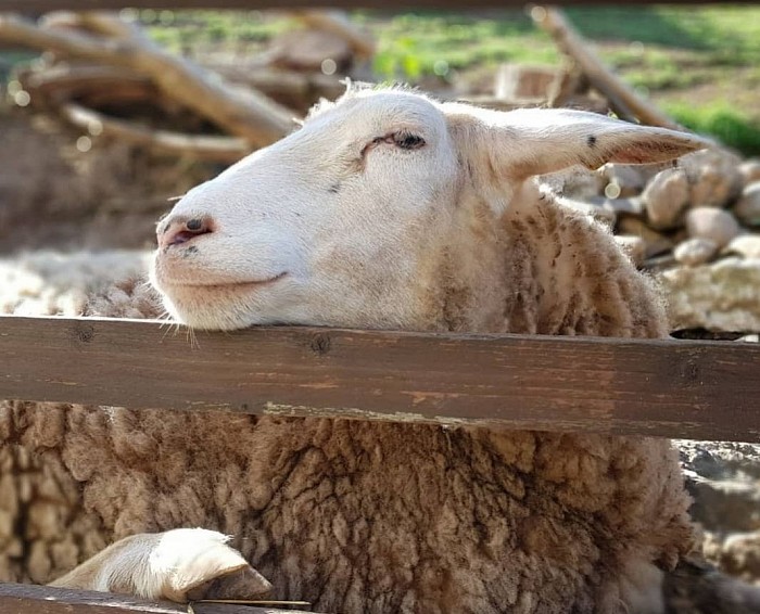 Kröte - Bergschaf Mix, geb. Mai 2019, Kröte kam zu uns,da der Bauer Sie aus Liebe nicht schlachten konnte. Kröte ist mit der Pol der Gruppe, hält sich aber wie Dunai zurück. Leider brachte sie eine Klauenkrankheit mit.