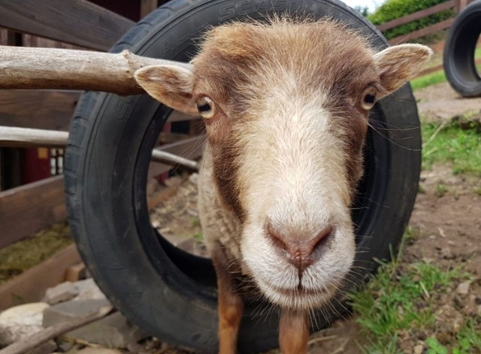 Frieda - Ouessantschaf,geb. Mai 2019, sie ist der Clown der Gruppe und ist immer an vordersten Front wenn es was zu erkunden gibt.Frieda ist Kerngesund!