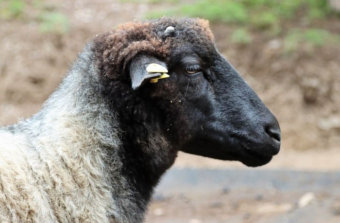 Dunai - Lüneburger Heidschnucke, geb. Frühjahr 2018, Dunai ist unser erstes Herzschaf gewesen.Er wurde uns als Schlachtschaf angeboten also musste er sofort mit. Kein Schaf hat so einen starken Charakter  wie Dunai.