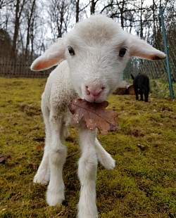 Fiet erkundet den Wald