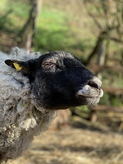 Findus Gesichtsausdruck wenn er geknuddelt wird