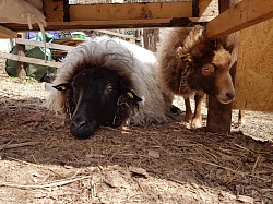 Er und Frieda mögen kleine Insekten, da versteckt man sich lieber