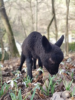 Erster Ausflug in den Wald