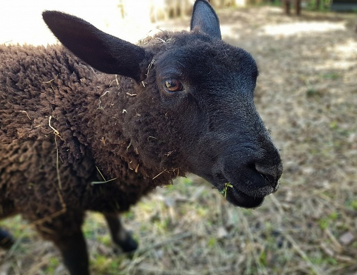 Flaschenlamm Kiki, Charolais-Mix, geb. 18.01.2021, Kiki hat ein Trauma, da sie die erste Lebenswoche alleine war.