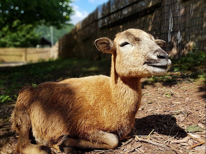 Bambi, Kamarunschaf, geb. April 2020, sie ist kleinwüchsig und sollte deshalb getötet werden.Sie kam stark verwurmt zu uns. Nun ist sie bis jetzt quick -lebendig:)