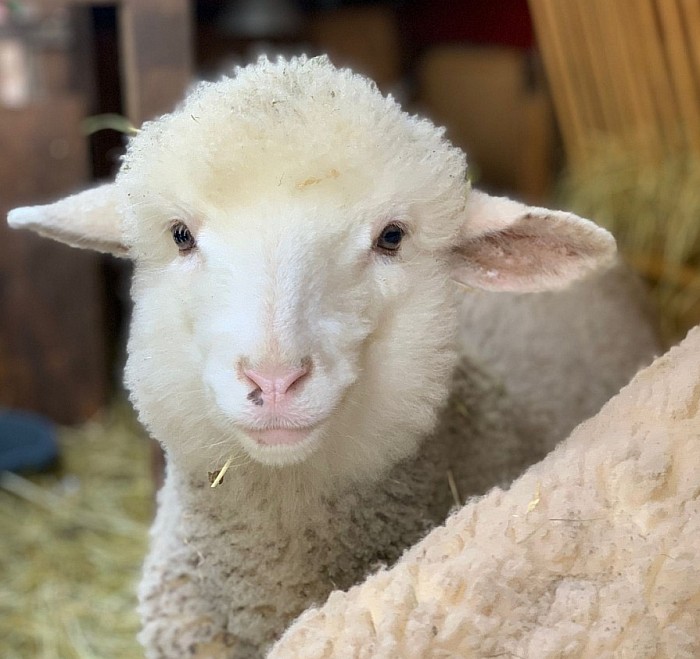 Flaschenlamm Freddy, Merino -Mix, geb. 25.7.2021, kastriert, Freddy wurde von seiner Mutter nicht angenommen und kämpfte um sein überleben. Er war sehr schwach!